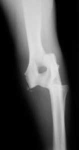 Προσθοπίσθια ακτινογραφία αγκώνα σκύλου: προς τα έξω εξάρθρημα