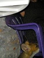 Αλεπουδάκι εξοικιωμένο με τους ανθρώπους