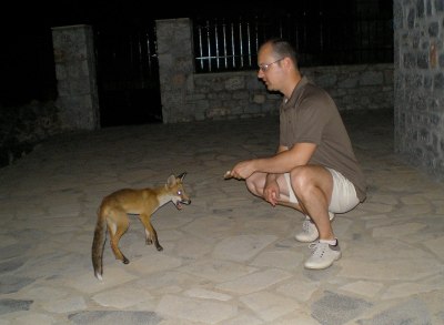 Τάισμα νεαρής αλεπούς στον Κότρωνα Λακωνίας