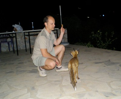 Αλεπουδάκι στον Κότρωνα, κτήμα Μπεάκου