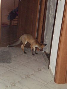 Αλεπουδάκι μέσα στο σπίτι, Κότρωνας