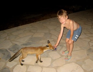 Παιδί ταΐζει εξημερωμένο αλεπουδάκι στον Κότρωνα, κτήμα Μπεάκου