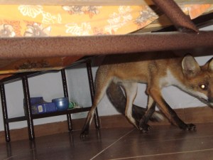 Αλεπουδάκι κάτω από το κρεβάτι