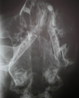 Λοξή ακτινογραφία κάτω γνάθου γάτας: κατάγματα της γενειακής σύμφυσης και του οπισθίου άκρου της γόμφιας μοίρας του σώματος