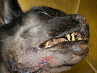 Σύγκλειση οδόντων γάτας μετεγχειρητικώς