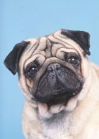 Σκύλος φυλής Παγκ