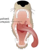 Το εσωτερικό του στόματος σκύλου