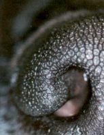 Φυσιολογικός μυκτήρας σκύλου