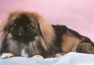 Σκύλος φυλής Πεκινουά