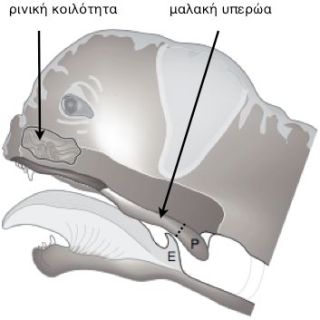 Απεικόνιση της ανατομίας του άνω αναπνευστικού συστήματος βραχυκέφαλου σκύλου