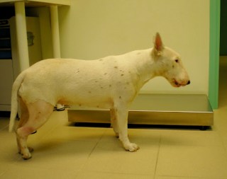 Ο σκύλος μία ημέρα μετεγχειρητικώς