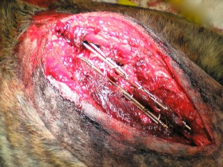 Εμφυτεύματα σπονδυλικής στήλης σε σκύλο