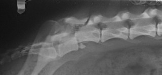 Εξάρθρημα και κατάγματα οσφυϊκών σπονδύλων σκύλου - πλάγια ακτινογραφία