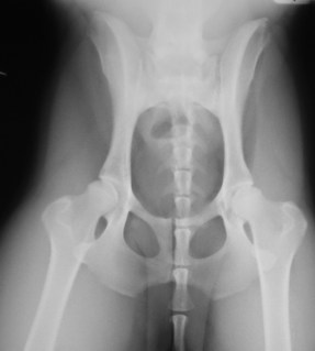 Ακτινογραφία πυέλου μετά την ανάταξη εξαρθρήματος ισχίου σκύλου