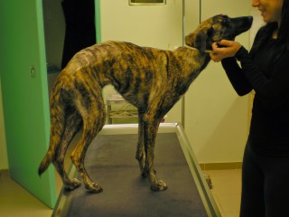 Στήριξη στα οπίσθια άκρα ένα μήνα μετεγχειρητικώς