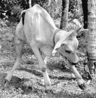 Συμπτώματα λύσσας σε βοοειδές Παρά φύση στάση του σώματος σε βοοειδές πάσχον από λύσσα