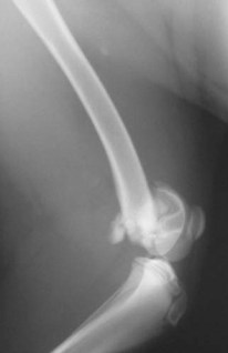 Πλάγια ακτινογραφία υπερκονδύλιου κατάγματος μηριαίου σε σκύλο