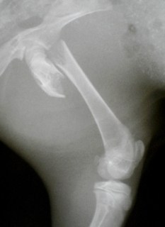 Σπειροειδές κάταγμα εγγύς μετάφυσης μηριαίου οστού σε κουνέλι 4 μηνών.