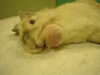 Υποδόριο πόστημα στην κάτω γνάθο κουνελιού