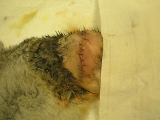 Η χειρουργική τομή για την οστεοσύνθεση κατάγματος μηριαίου σε κουνέλι