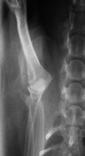 Ακτινογραφία ώμου σε νανόσωμο Κανίς (Poodle toy) μετά την ανάταξη του εξαρθρήματος