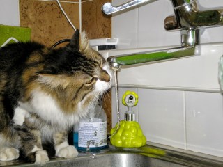 Γάτα πίνει νερό από τη βρύση