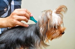 εφαρμογή αντιπαρασιτικάς αμπούλας σε σκύλο