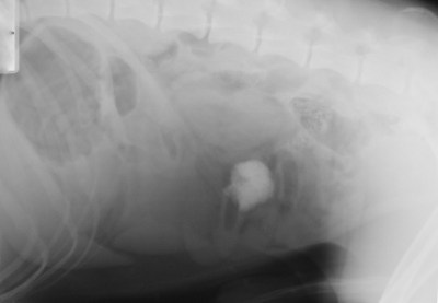 πλάγια ακτινογραφία κοιλίας - ακτινοσκιερό ξένο σώμα στο έντερο σκύλου Σνάουζερ