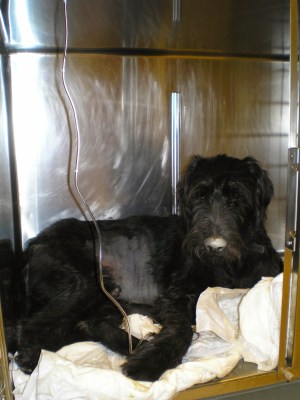 Γιγαντόσωμο Σνάουζερ σε κλωβό νοσηλείας