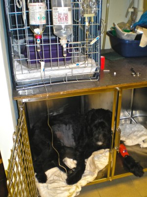 Ενδοφλέβια χορήγηση ορού σε γιγαντόσωμο Σνάουζερ