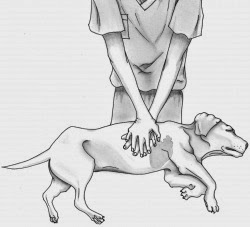 Καρδιοαναπνευστική αναζωογόνηση σε σκύλο