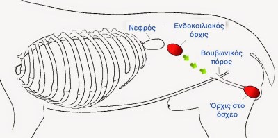 Θέσεις κρυφού όρχι