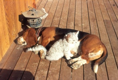 Μπασσέ χάουντ