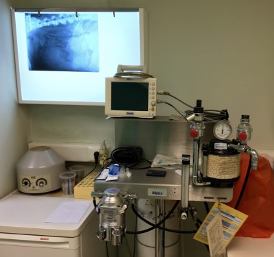 Εισπνευστική αναισθησία - παρακολούθηση ζωτικών σημείων. Κτηνιατρικό Κέντρο Ιλισίων